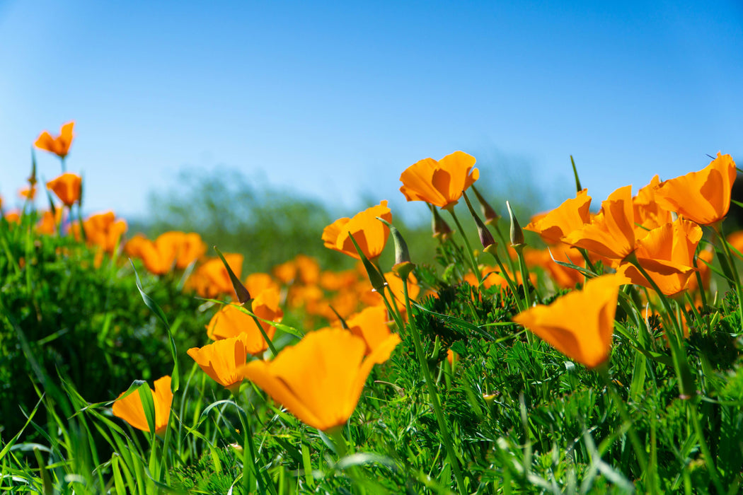 California Poppy | Seed Grow Kit