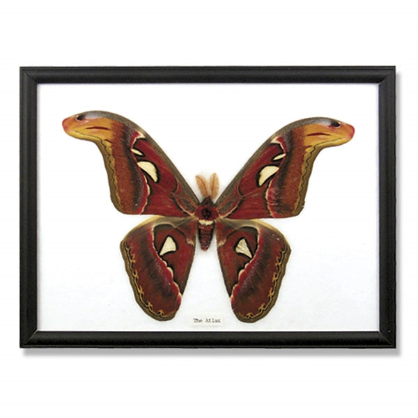 Giant Atlas Moth Framed Specimen