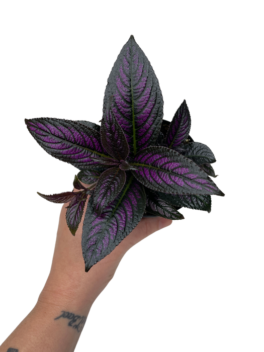 4" Persian Shield