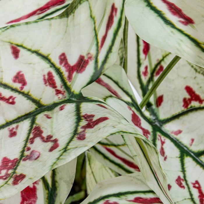 Faux Caladium Plant in Plastic Pot