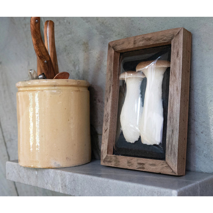 Wood Framed Mushroom Shadowbox