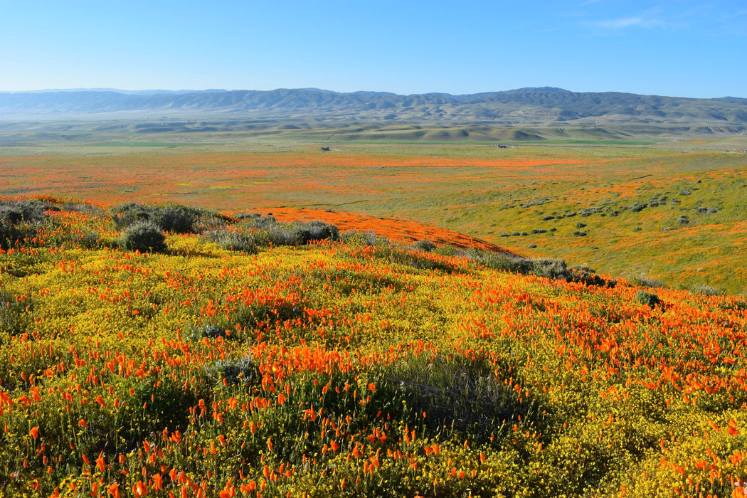 California Poppy | Seed Grow Kit