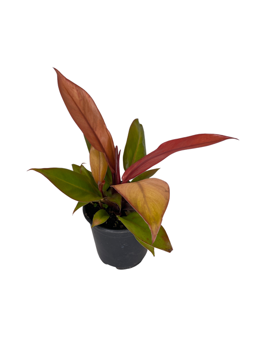 4" Philodendron - Sun Red