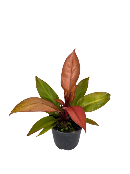 4" Philodendron - Sun Red