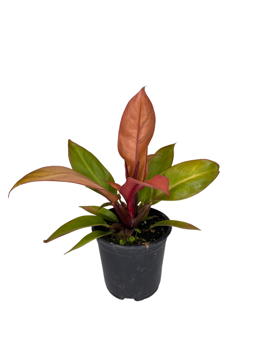 4" Philodendron - Sun Red