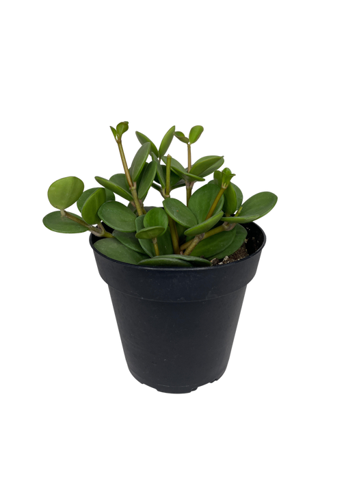 4" Peperomia Hope