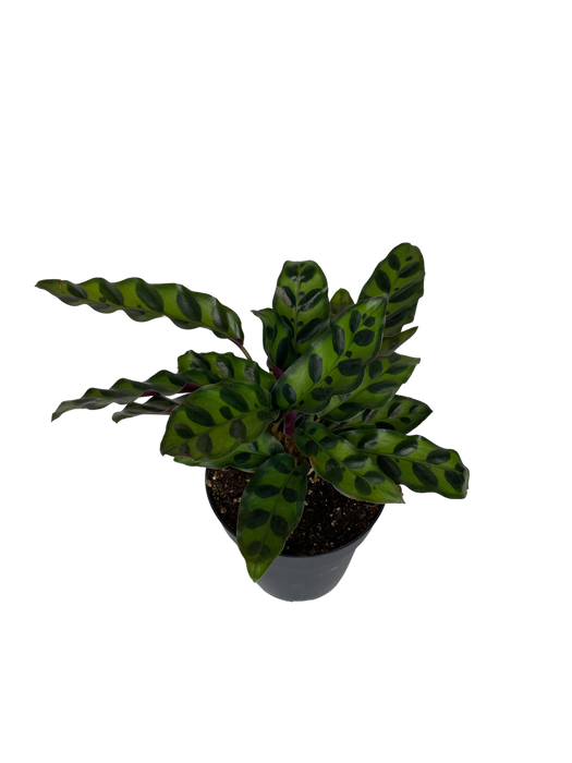 4" Calathea Lancifolia - Rattlesnake Plant