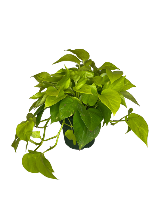 6" Pothos Neon