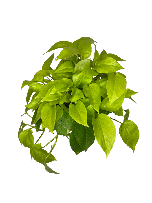 6" Pothos Neon