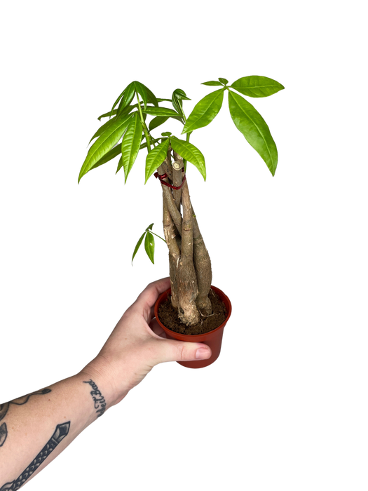 4" Braided Money Tree