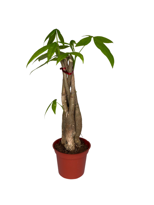 4" Braided Money Tree