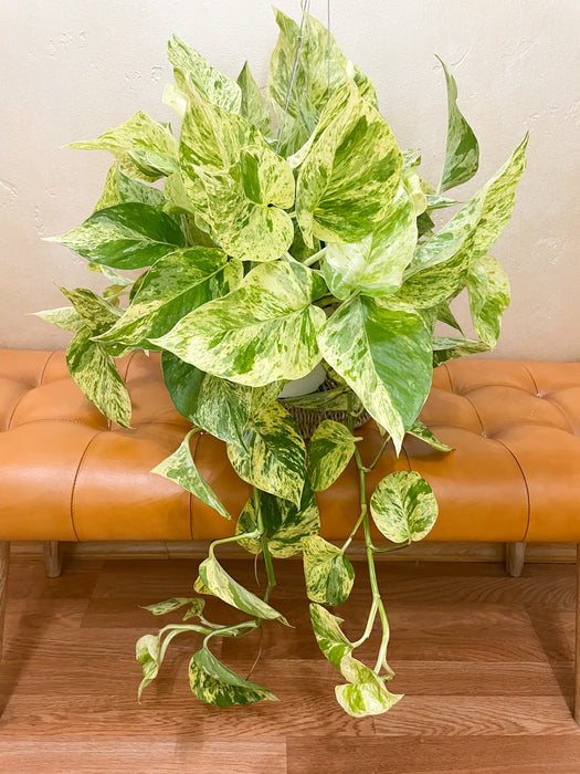 6" Pothos - Snow Queen