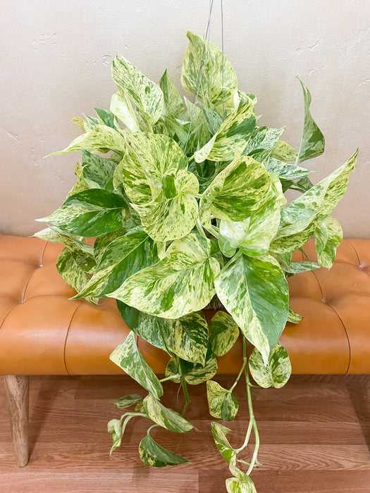 6" Pothos - Snow Queen