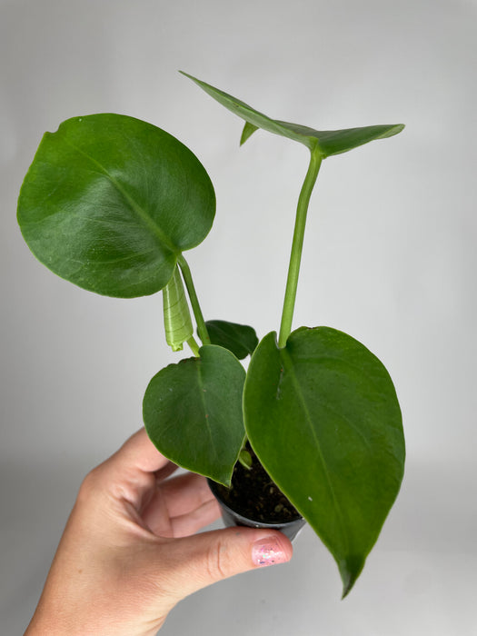 2" Monstera Split Leaf