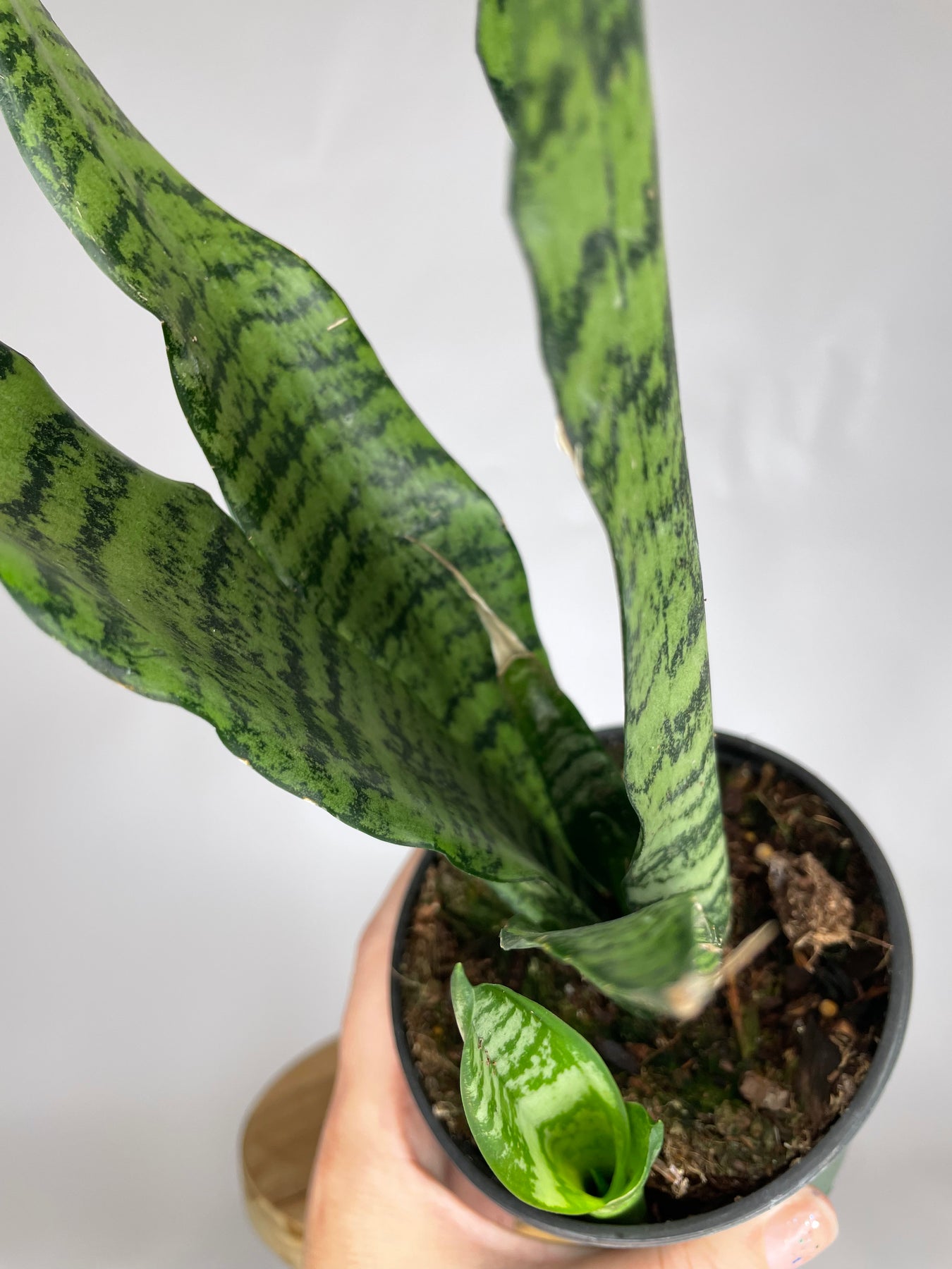 Indoor Plants & Flowers