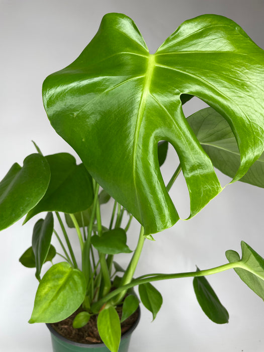 6" Philodendron Split Leaf - Monstera Deliciosa